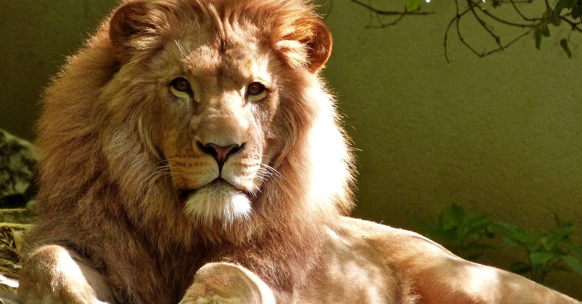LaSalle calling Pride, King - Close-up Portrait of Lion