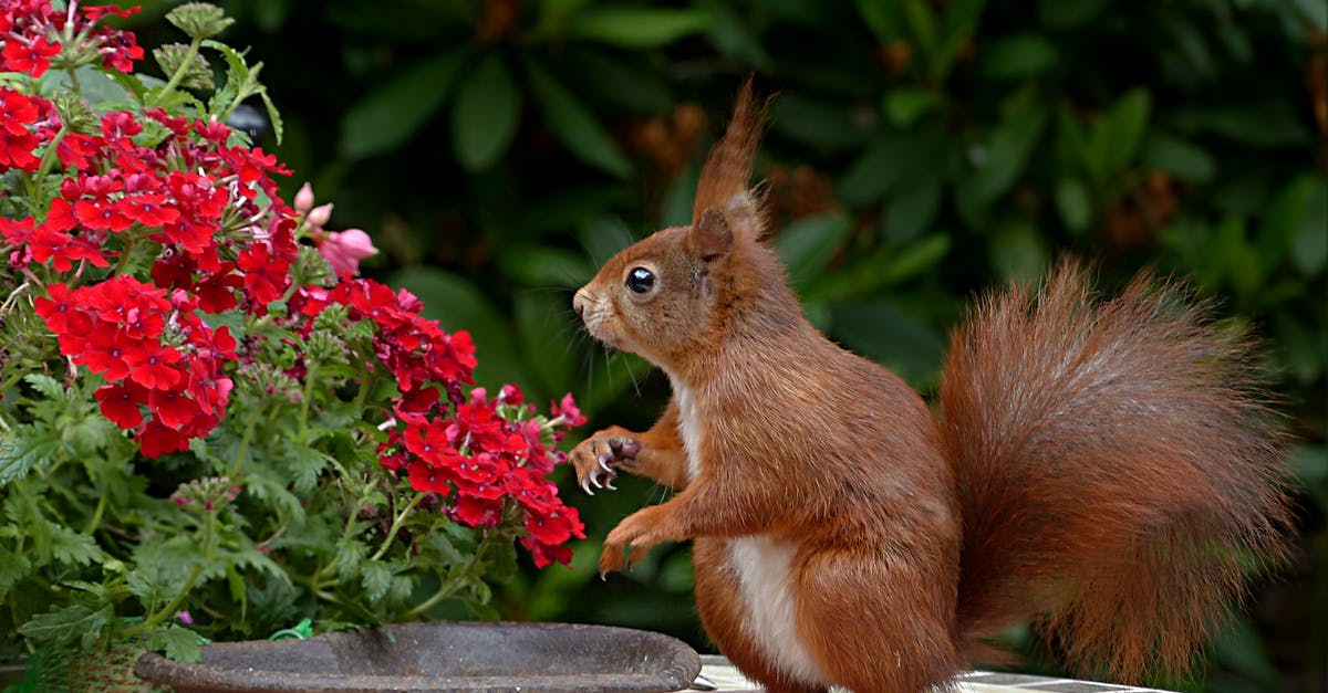 Leon "type" of plant [closed] - Red Squirrel on Brown Table Top