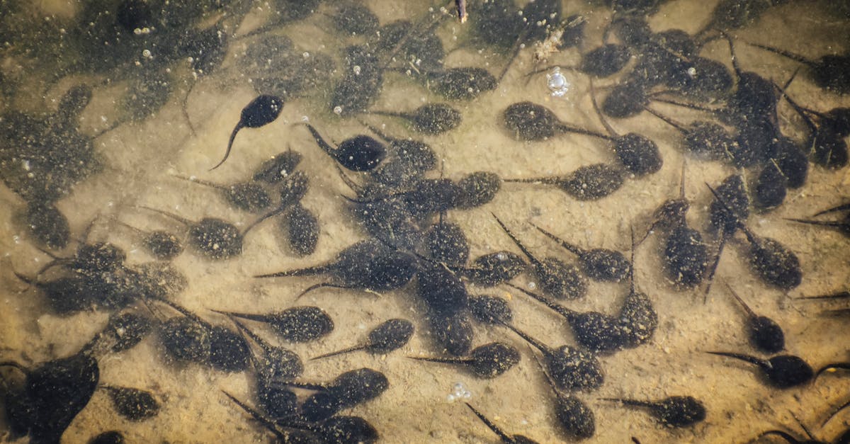 Life cycle of the demon in The Wretched (2019) - From above of little frog tadpoles swimming in reservoir with transparent water and sandy bottom