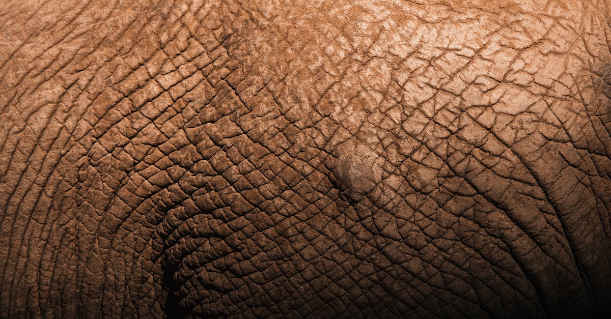 Line in script does not match spoken line in The Big Lebowski - Closeup backdrop of tough brown elephant skin with decrepit texture and uneven surface in daylight