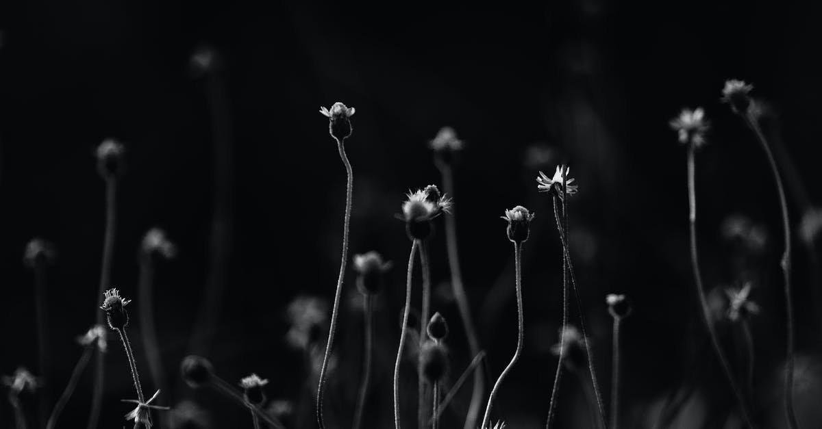 Linking between Season 1 and Season 2 of Black Adder? - Gray Scale Photo of Flower Field