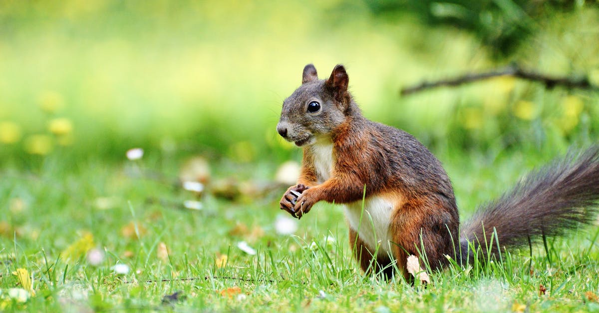 Looking for a movie about Abraham Lincoln's impact on a small town before he is inaugurated [closed] - Squirrel on Grass