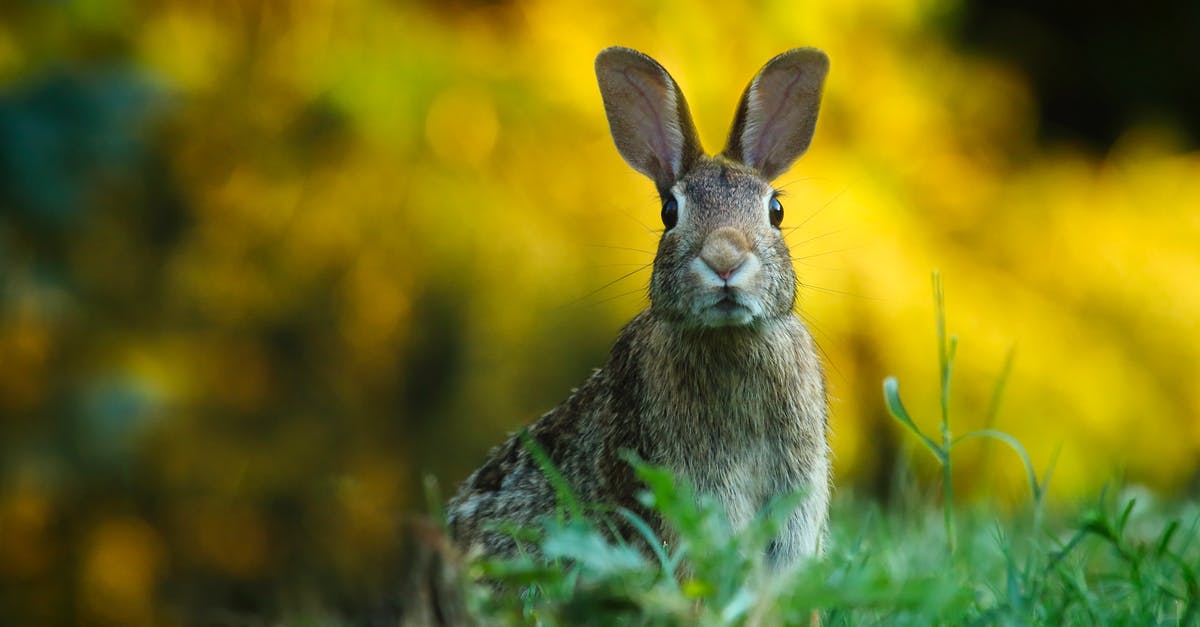 Maître d' describes jugged hare on menu as "very high" - Close-up of Rabbit on Field