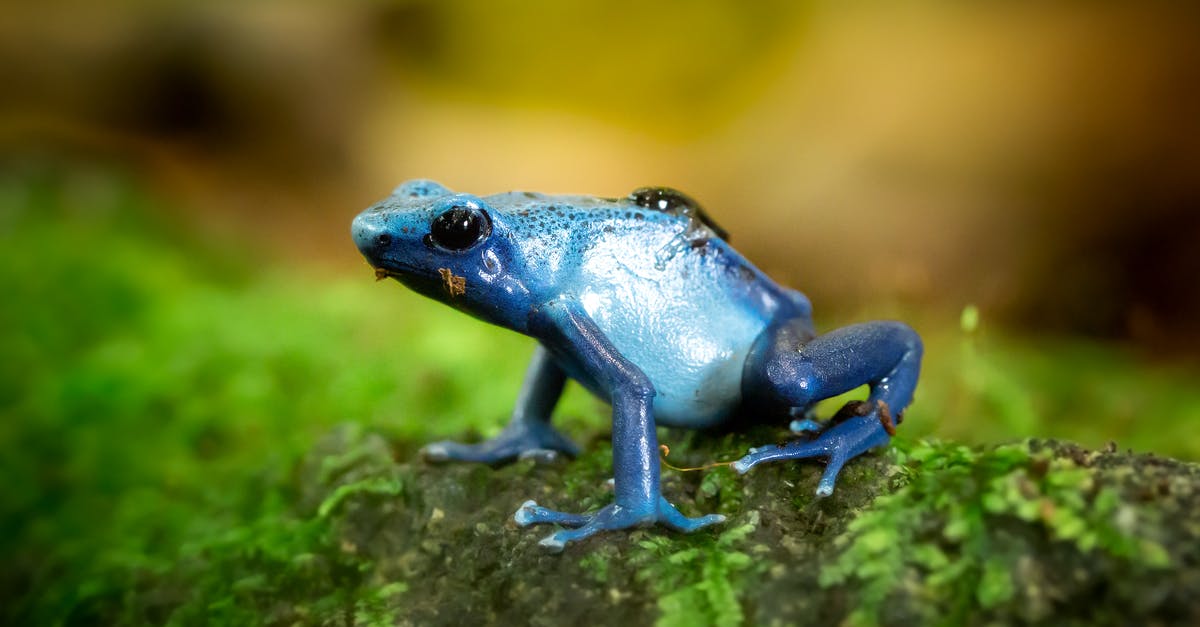 Magnolia Frog Rain - Closeup Photo of Blue Frog on Green Surface