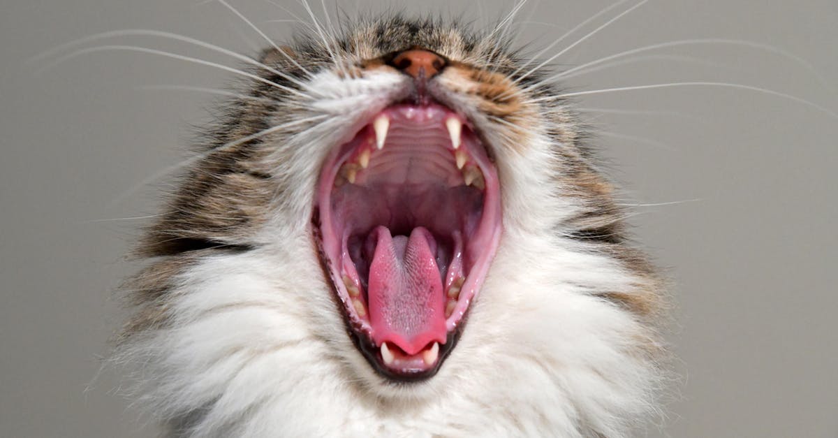 Meaning of the cat in the opening scene of Godfather I? - Close-up Photo of Yawning Cat 