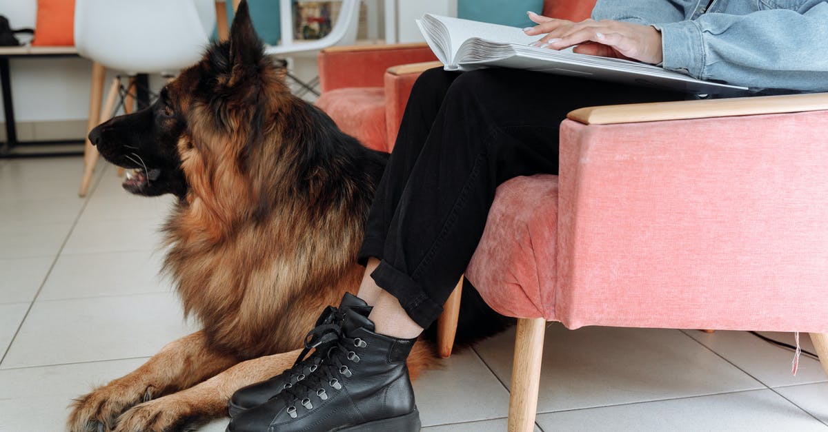 Movies for visually impaired - Person in Denim Jacket Using a Braille Beside a Dog