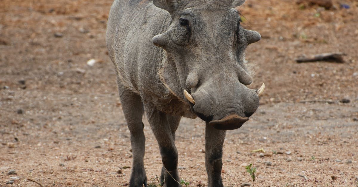 Mrs. Thatcher and South Africa’s sanctions - Grey Rhinoceros on Brown Field
