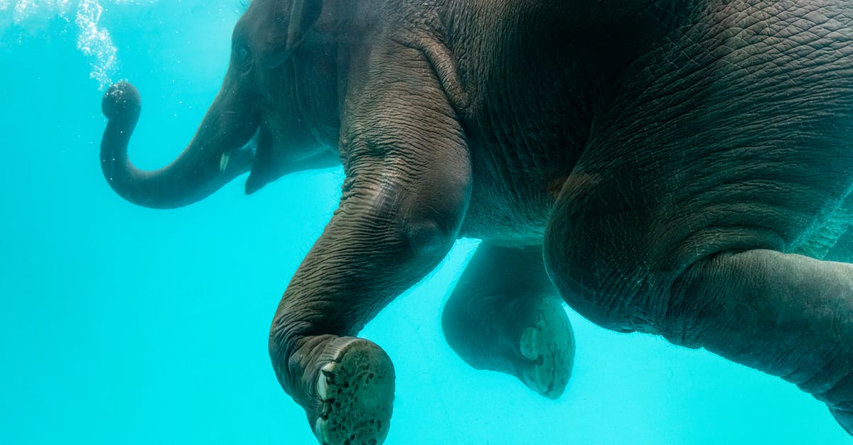 Narration from 'Animal Kingdom' - Elephant swimming in blue water