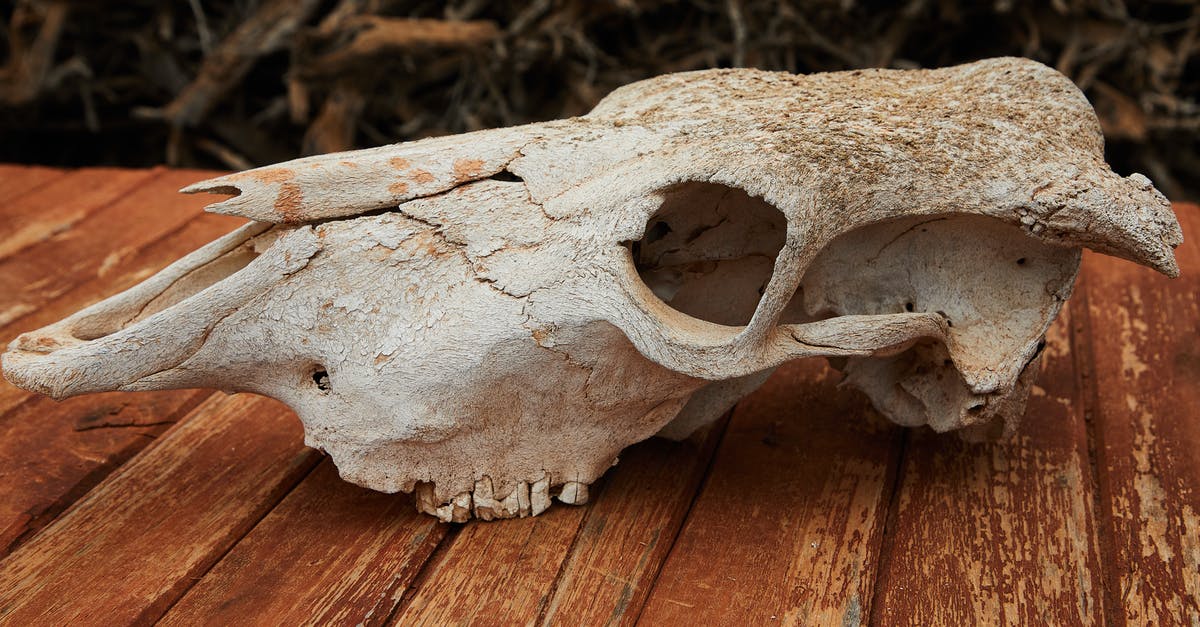 Old Hammer Horror 1960's early 70's - Mummy-like stone creature [closed] - Old dry skull of mammal animal with cracks and holes placed on wooden table against blurred background