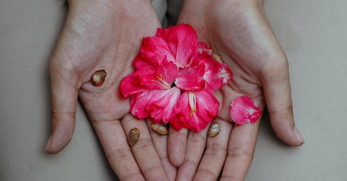 Open vs closed shot - Flower Petals on a Person's Hands