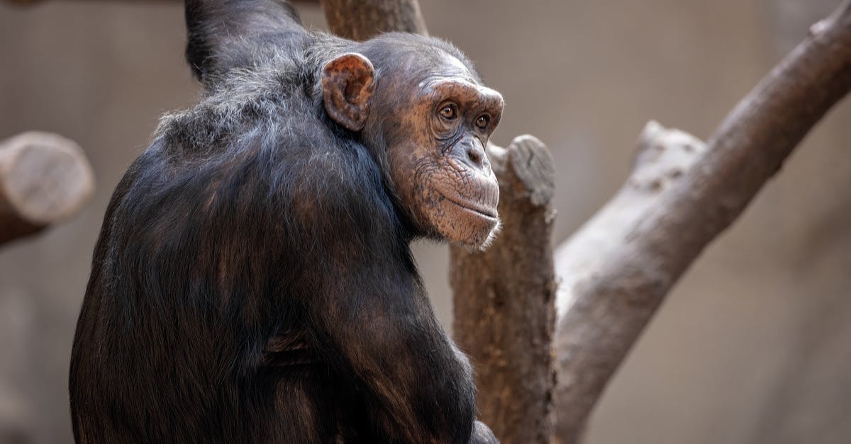 Origin of Bubbles' monkey noise - Black Monkey on Brown Tree Branch