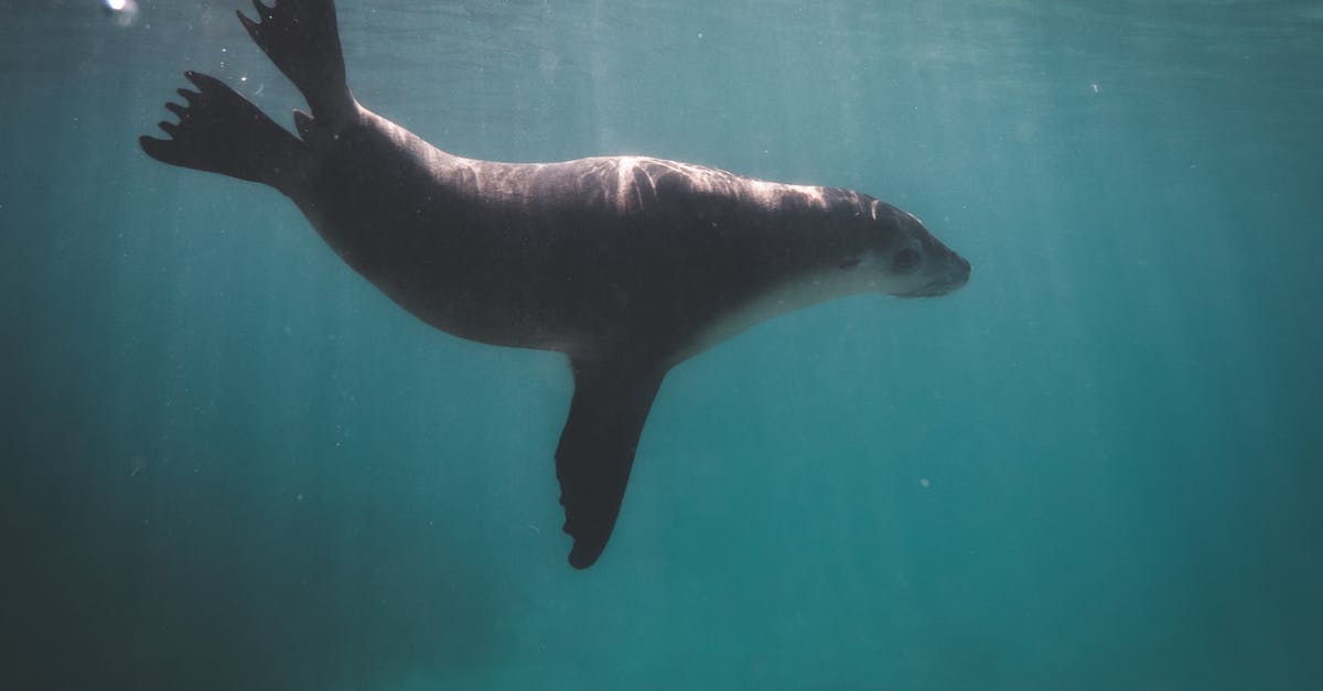Other Species' Lifespan Compared to Lions' - Big sea lion swimming in blue water