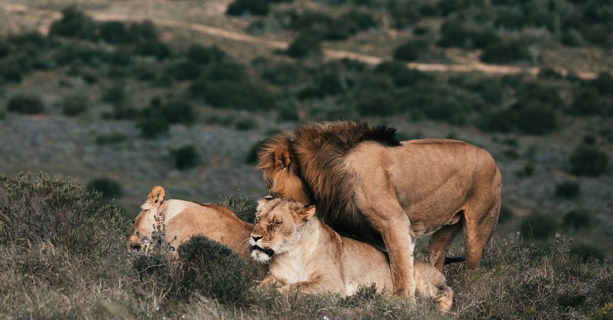 Other Species' Lifespan Compared to Lions' - Lion playing with lioness on meadow in savannah