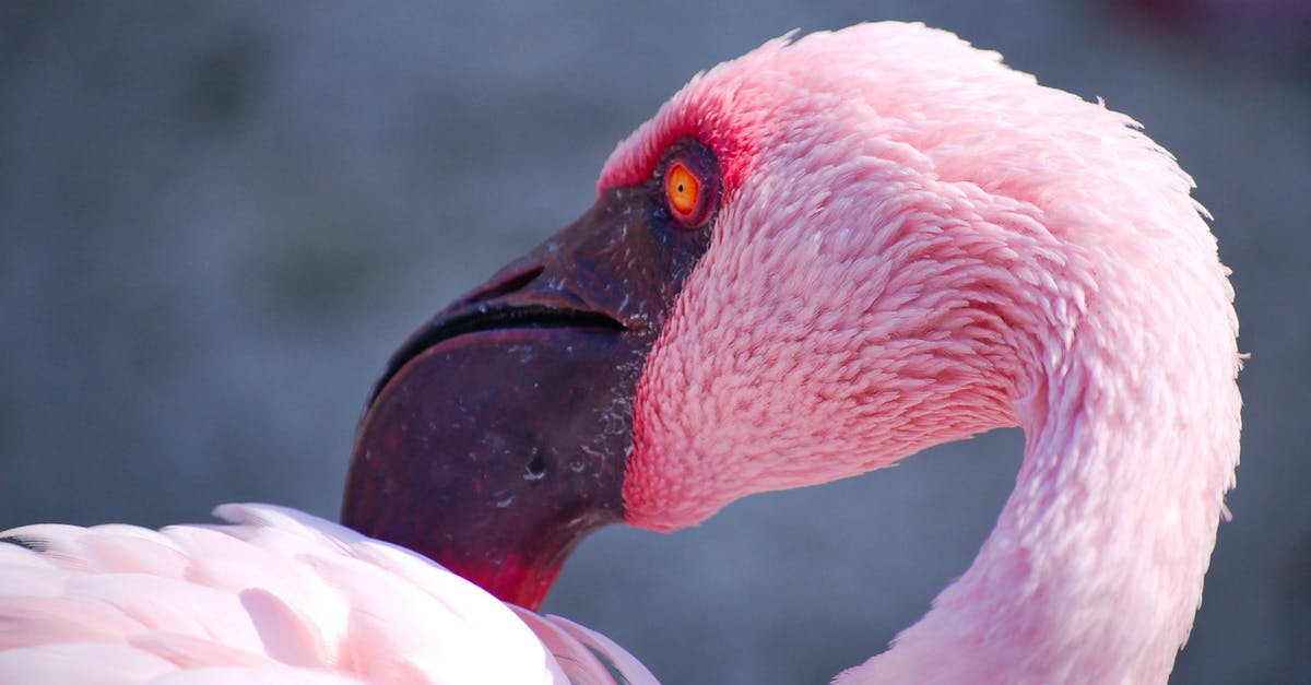 Pink bird and turtle travelling in time? [closed] - Selective Focus Of Flamingo Bird