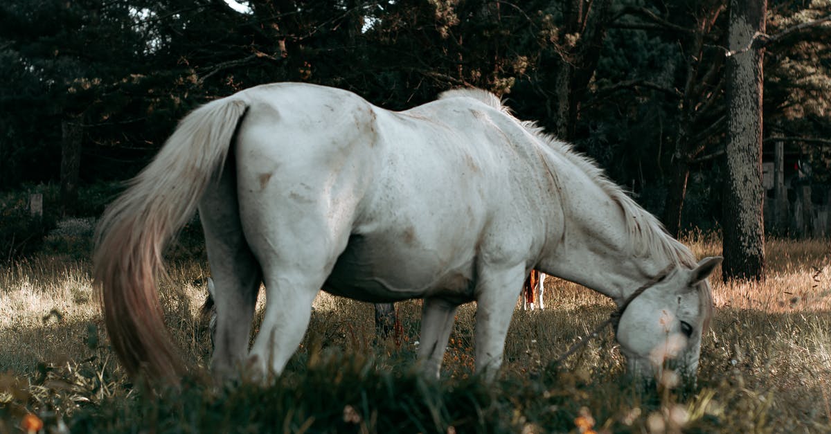 Poem that Belle reads in Beauty and the Beast - Side view of purebred gray horse with fluffy mane and tail standing on field and eating fresh grass