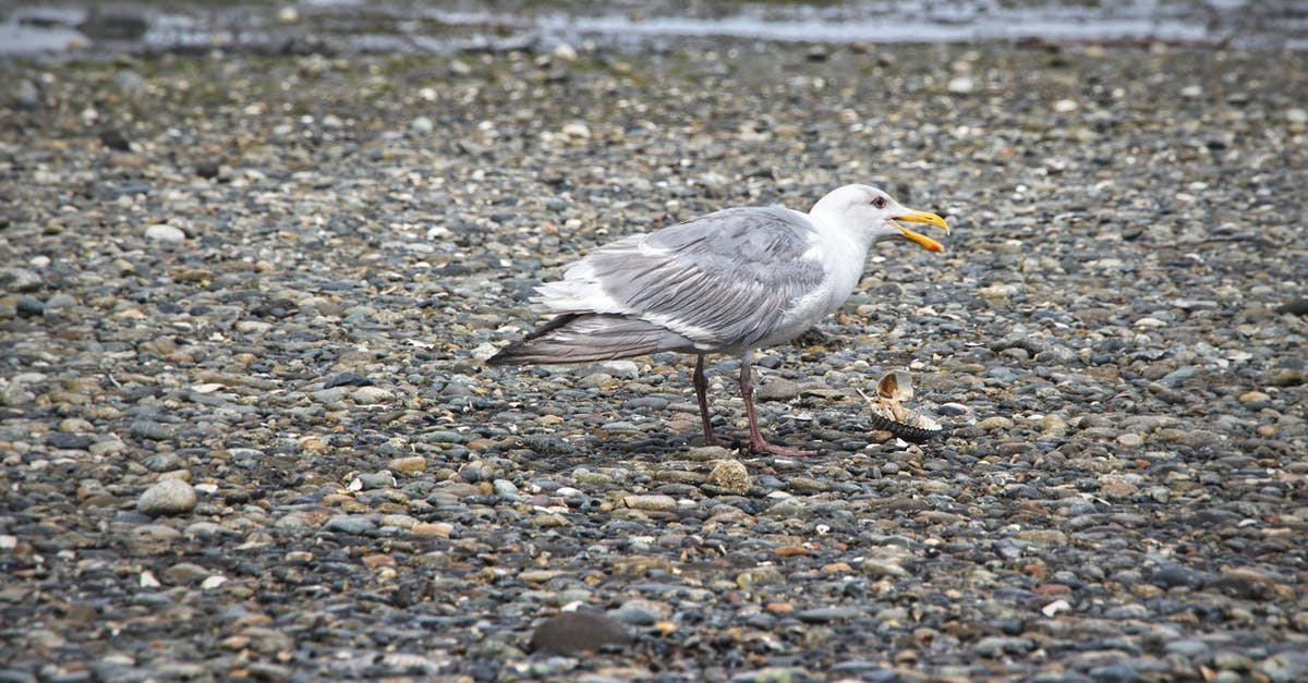 Political Consultants on The West Wing - A glaucus winged gull feeding on a shell