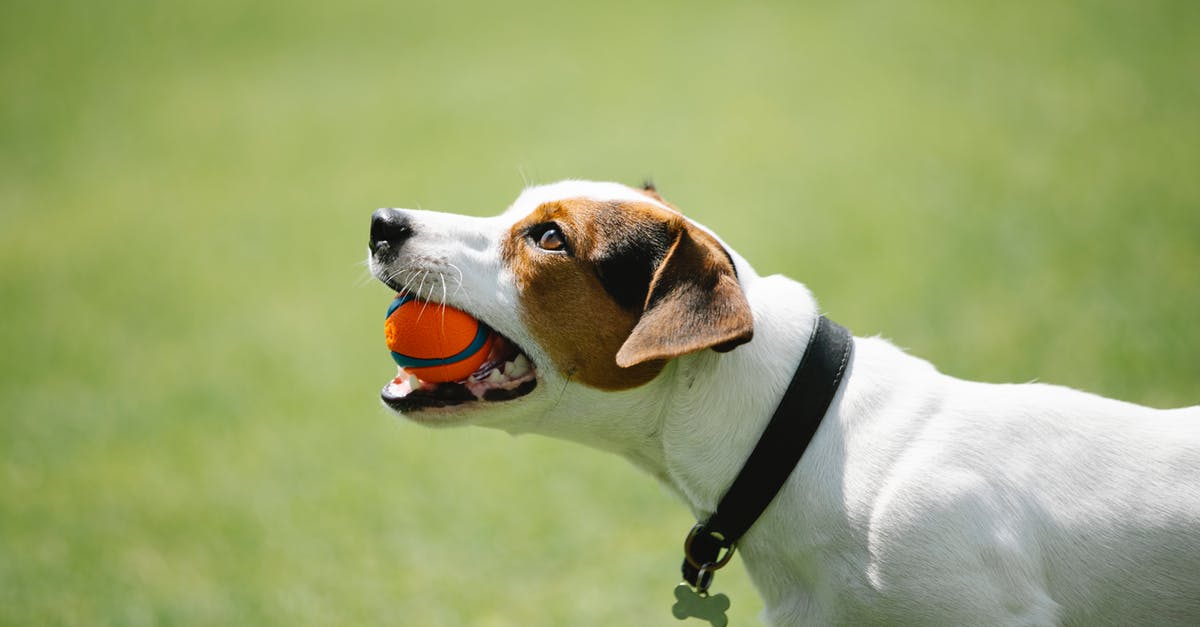 Question regarding the finale of White Collar - Side view of adorable Jack Russel terrier in black collar with metal bone holding toy in teeth on blurred background of green lawn in park