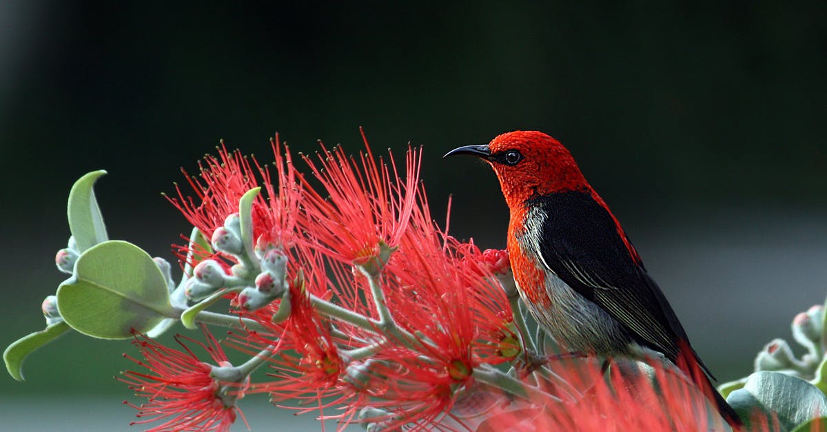 "No birds, no animals, nothing" - Red and Black Bird on Red Flowers