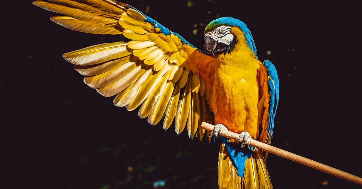 "No birds, no animals, nothing" - Photo of Yellow and Blue Macaw With One Wing Open Perched on a Wooden Stick