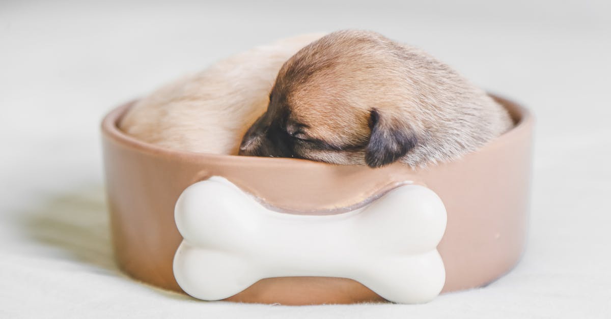 Radar's Hat's resting place - Puppy Sleeping in a Pet Bowl