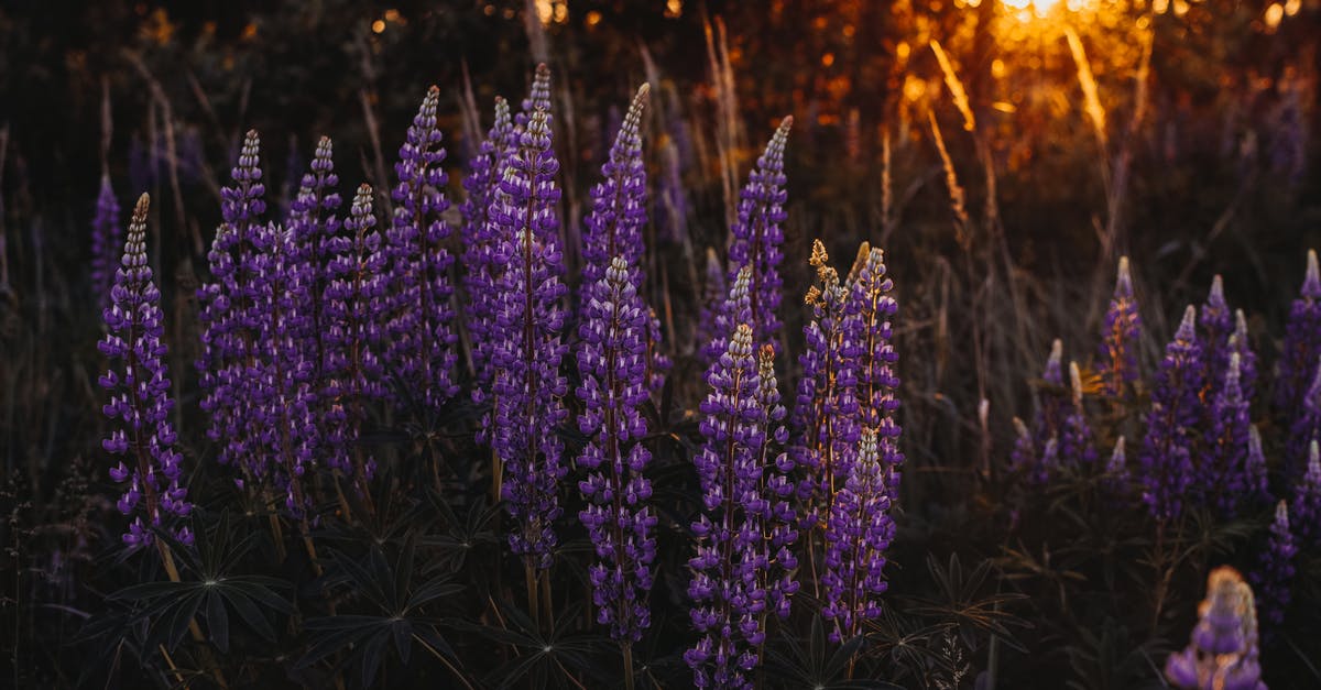 References to Lupin 3rd in Netflix's Lupin series? - Photo of Lupine Flowers