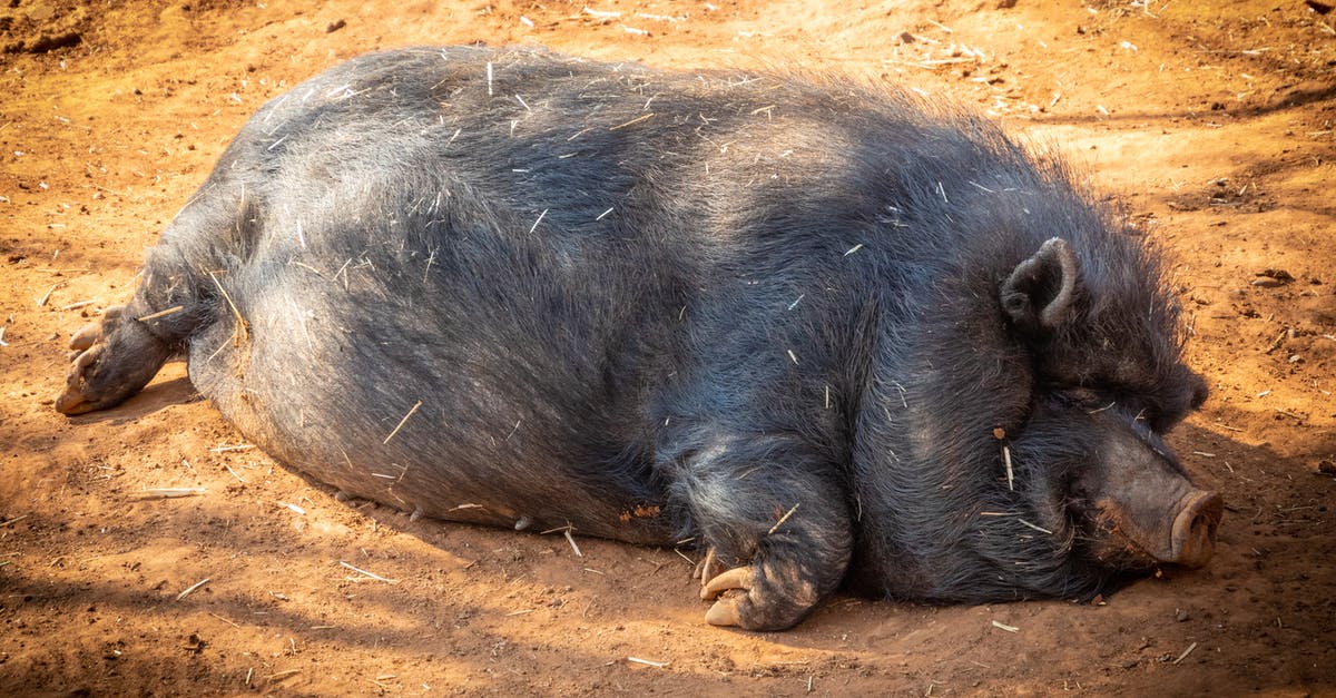 Relation between Wild Hogs and Hangover - Black Hog Prone Lying on Soil Under Shade of Tree