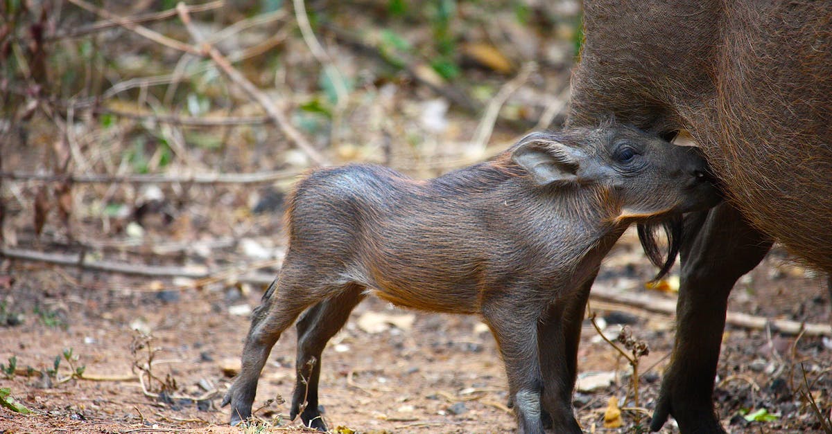 Relation between Wild Hogs and Hangover - Warthog Piglet Drinking Milk from Mother