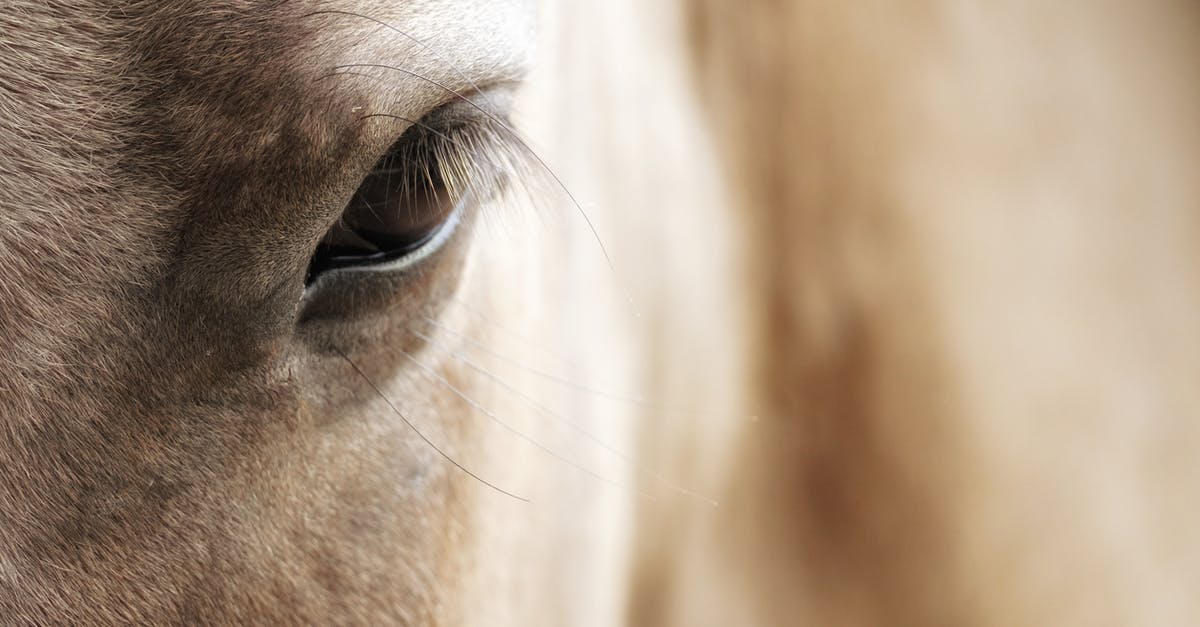 Sable Ranch Dragon's Head set/prop? [closed] - Closeup of brown horse eye