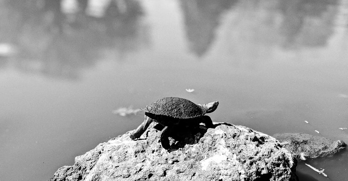 Saving General Yang Animals Harmed? - A Tortoise On A  Rock