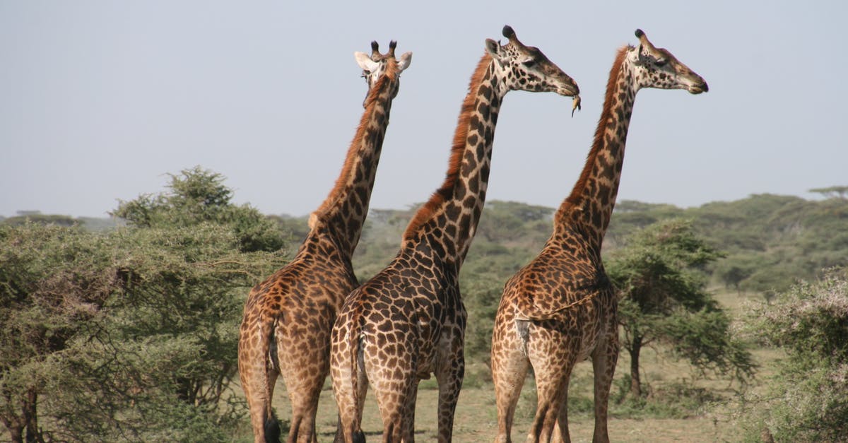 Saving General Yang Animals Harmed? - Three Giraffes on Land
