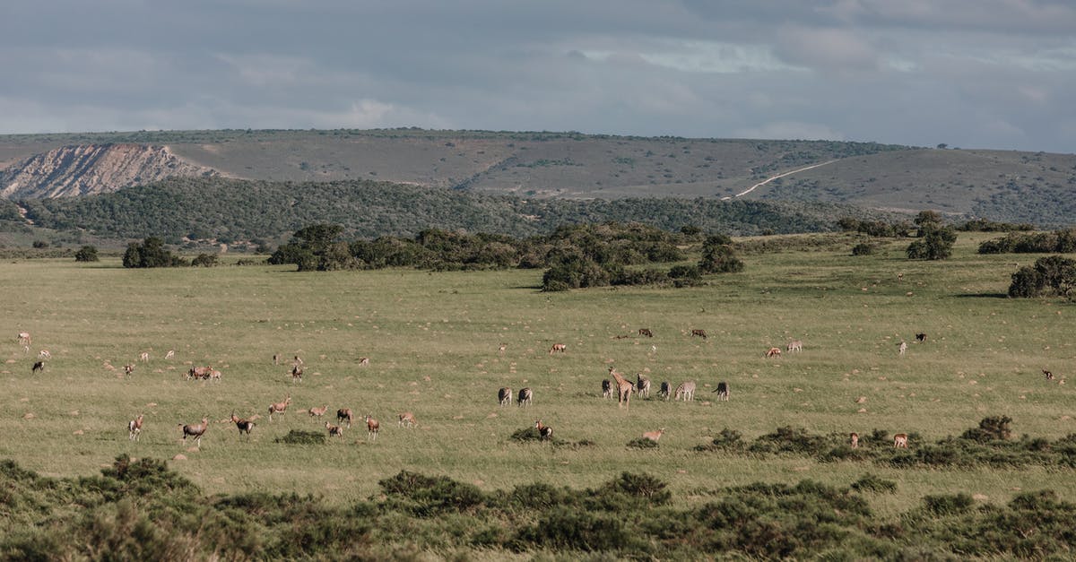 Semen eating scene in Toni Erdmann - Scenic view of herd of antelopes feeding on green meadow under cloudy sky in savannah