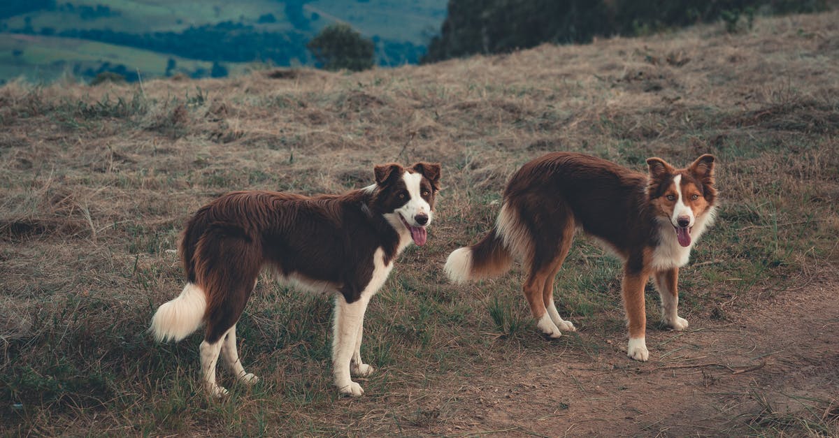 Shouldn't Zipper still be a werewolf (dog)? - Border Collie dogs with tongues out looking curiously at camera on green hill of rural land