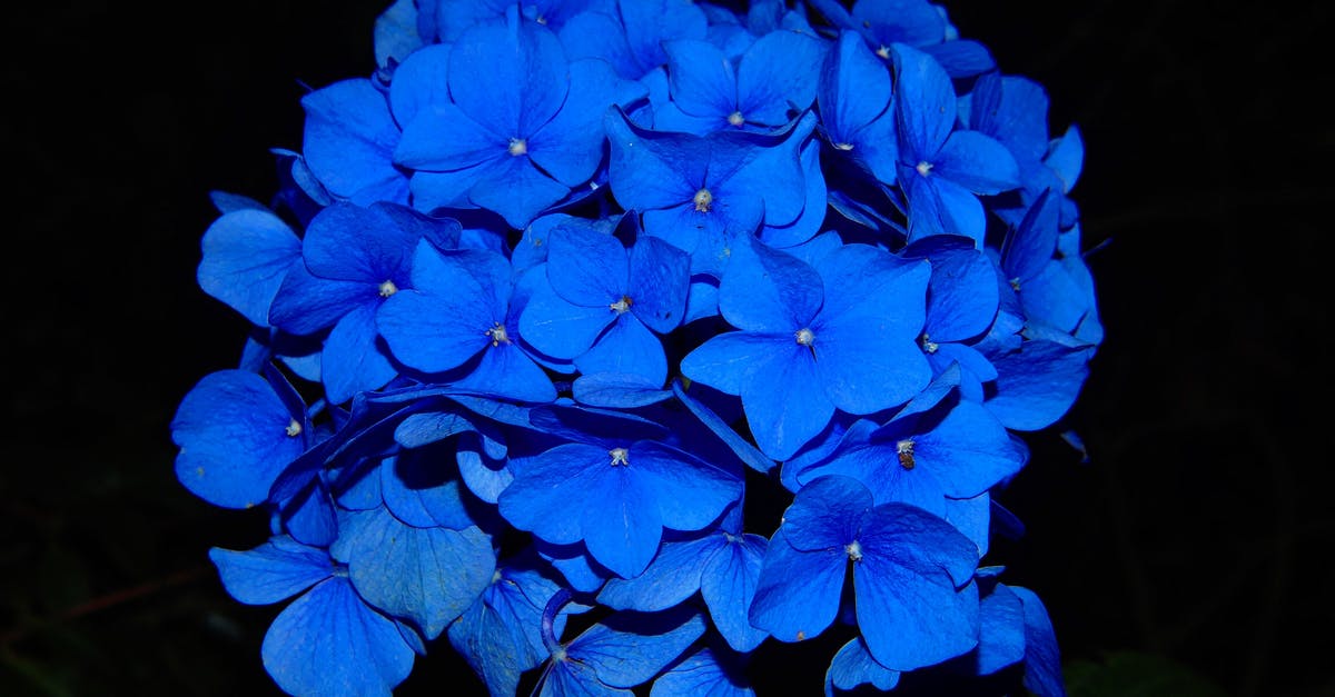 Significance of blue flowers in What dreams may come - Close-up Photo of Blue Hydrangeas in Bloom