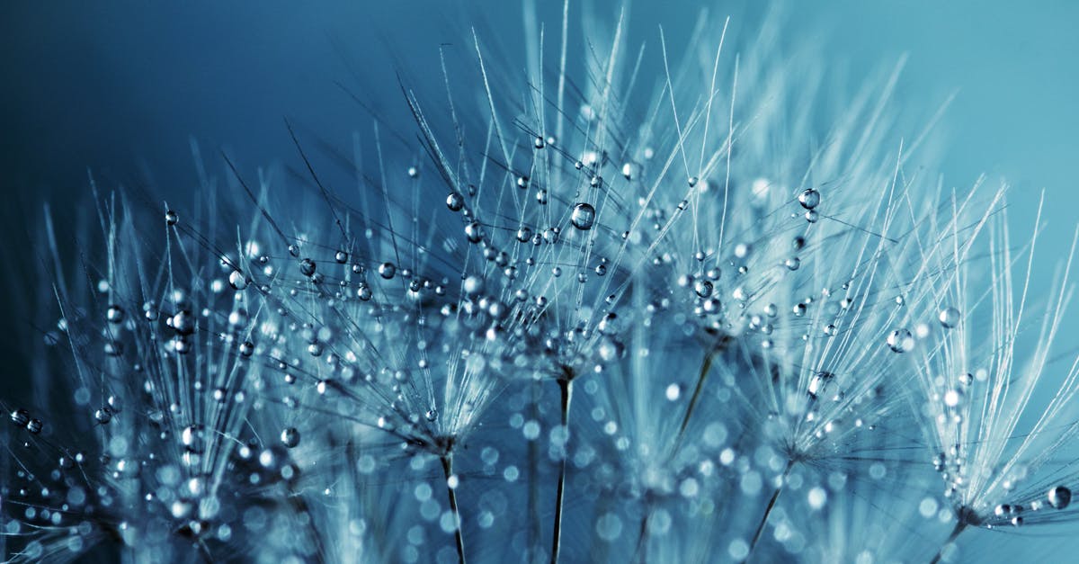 Significance of blue flowers in What dreams may come - Dandelion Holding Water Droplets