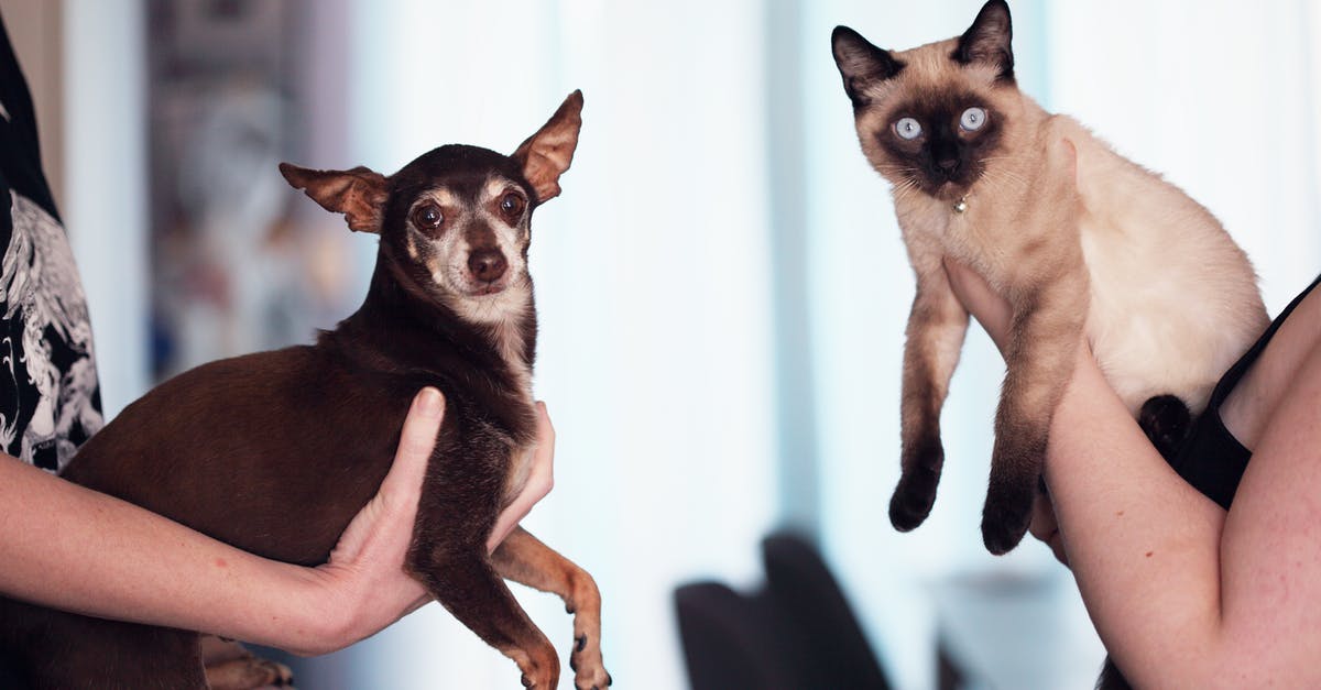 Significance of Sam Roger's dog references? - Photo of People Holding Siamese Cat and Chihuahua