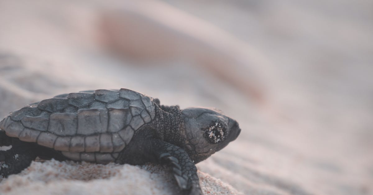 Strange creatures crawl out of the house's fireplace and attack the inhabitants [closed] - Small wild turtle with relief shell crawling on shore with grains of sand in tropical resort on blurred background in nature