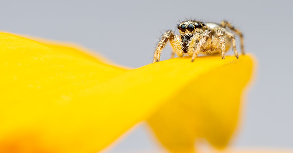 Strange creatures crawl out of the house's fireplace and attack the inhabitants [closed] - Spider crawling on yellow flower