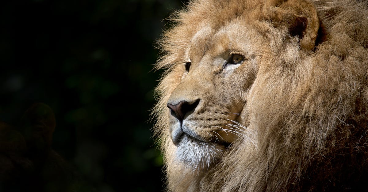 Television show with a cross-eyed lion [closed] - Close-up Photography of Brown Lion