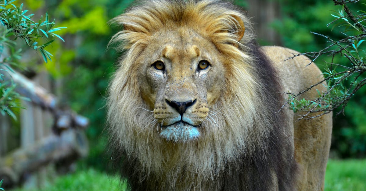 Television show with a cross-eyed lion [closed] - Close-Up Photography of a Lion