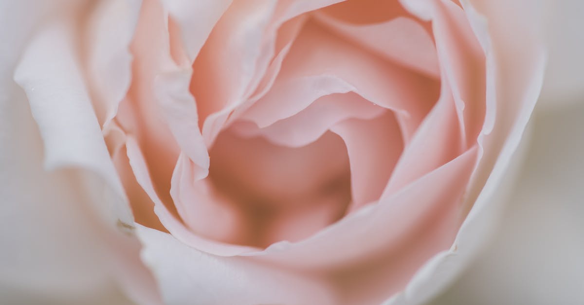 The Anti-Christ in the Name of the Rose - White Rose in Close Up Photography