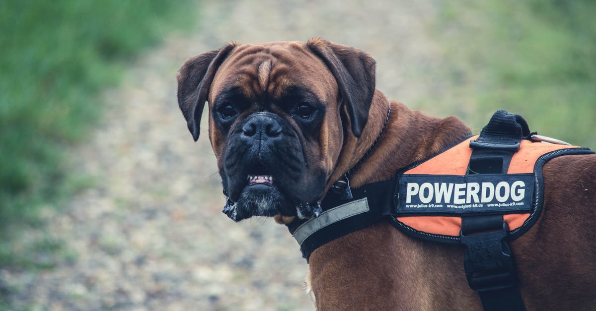 The Big Lebowski -- the dog character arc - Brown Boxer Dog With Orange Black Powerdog Vest