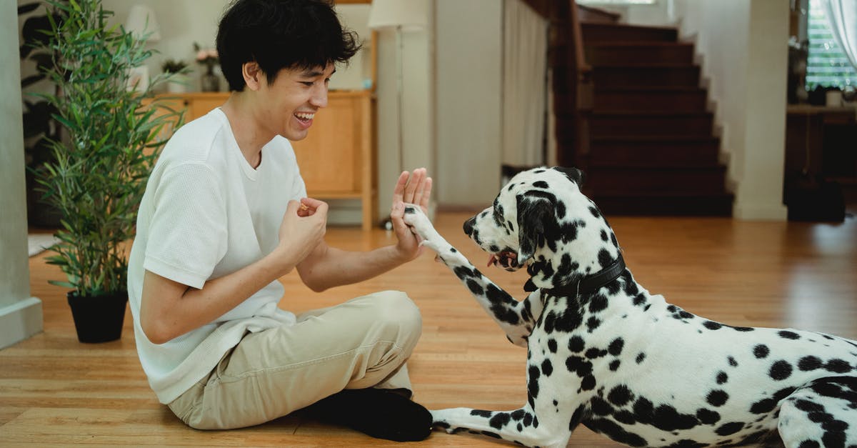 The Last Man On Earth Plot Trick - Man in White Crew Neck T-shirt and Brown Pants Sitting Beside Dalmatian Dog