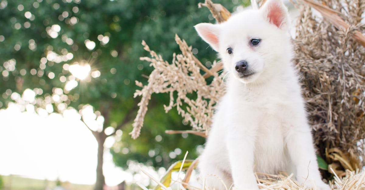 The meaning of Straw Dogs - Close-Up Photography of Japanese Spitz Puppy Sitting on Straw