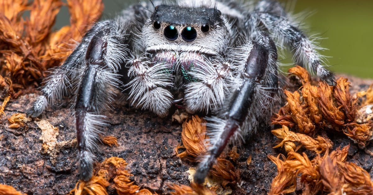 The Osborn disease or the spider venom? - Close-Up Photo of Spider