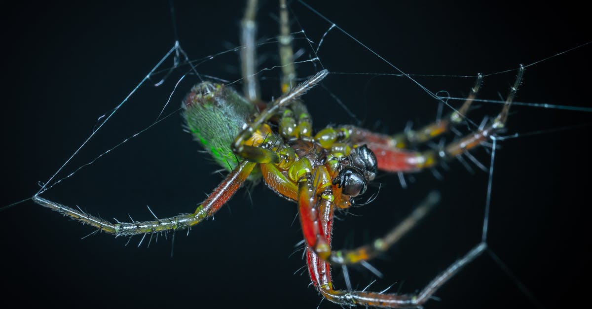 The Osborn disease or the spider venom? - Webbing Green and Red Spider