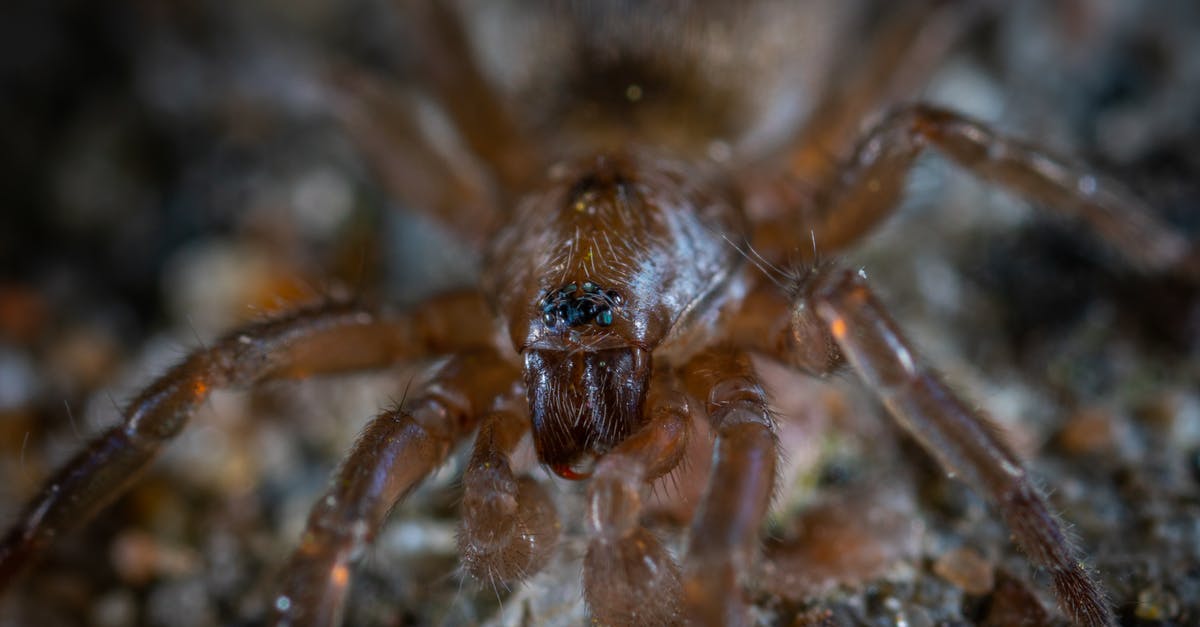 The Osborn disease or the spider venom? - Focus Photo of Brown and Black Spider