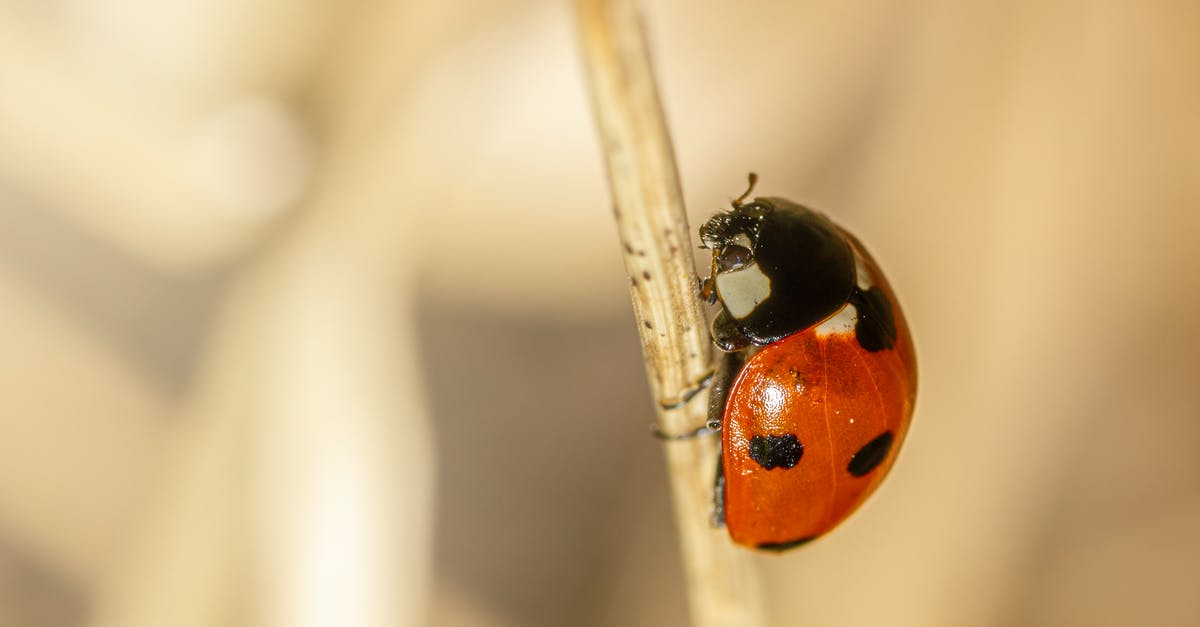 The Seven Horcruxes of Voldemort - Seven-spot ladybird on a Stem