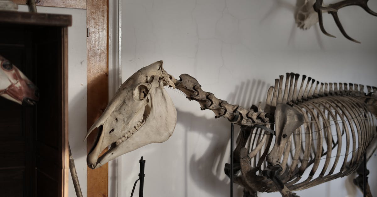Time gap in Spirit: Stallion of the Cimarron - Skeleton of horse in museum