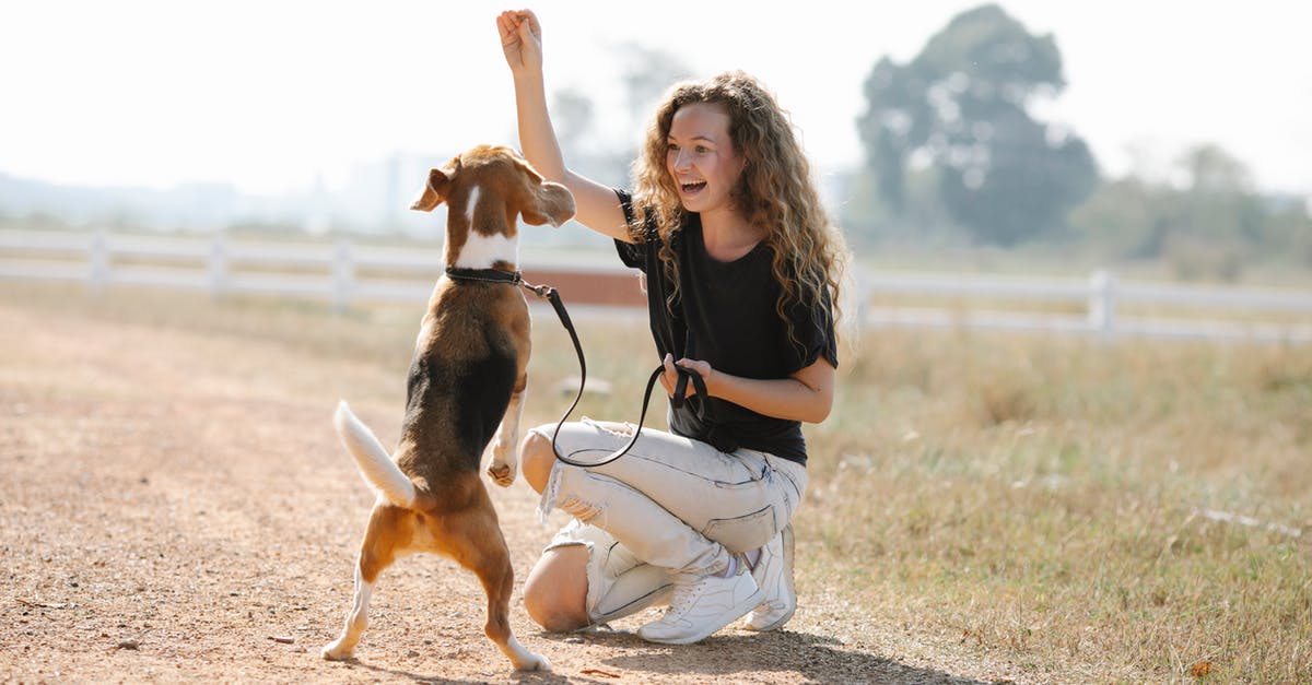 Trick Or Treat - What gives with the soundtrack? - Full body optimistic young female with curly hair smiling and teaching Beagle dog beg command on sunny summer day in countryside