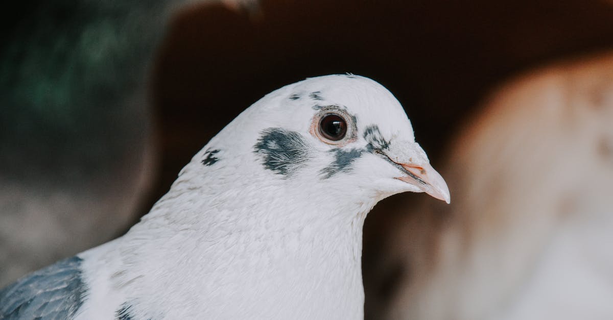 Trying to find the title for a black and white horror film with stage props coming to life [closed] - Closeup of white feathered dove with gray spots looking at camera on blurred background of street in daylight